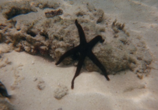 Sieht aus wie der Lange!